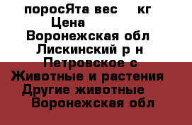 поросЯта вес 8-9кг › Цена ­ 2 500 - Воронежская обл., Лискинский р-н, Петровское с. Животные и растения » Другие животные   . Воронежская обл.